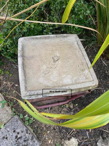 Bird Bath After